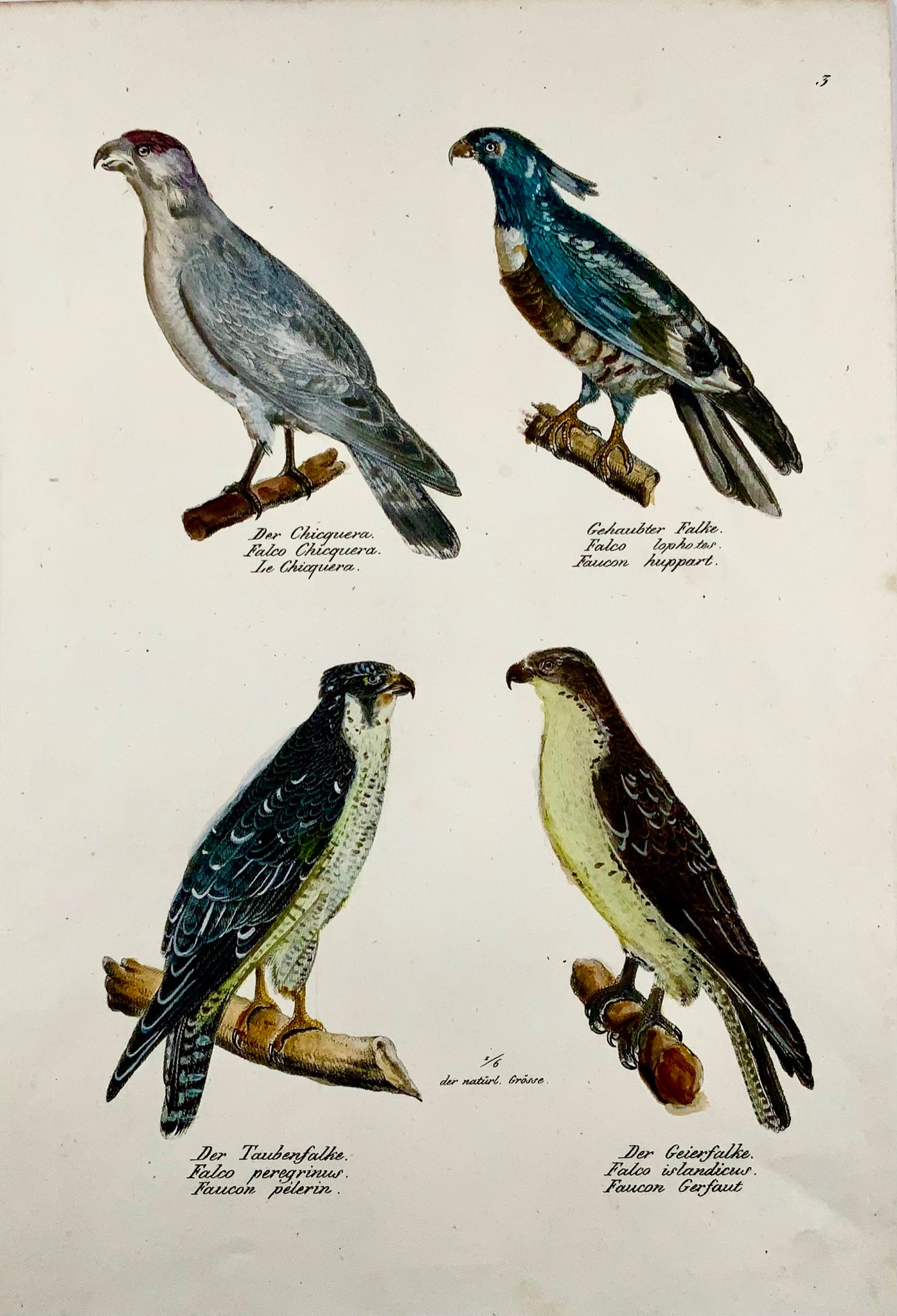 1830 FALCHI, Uccelli - Ornitologia Brodtmann litografia FOLIO colorata a mano