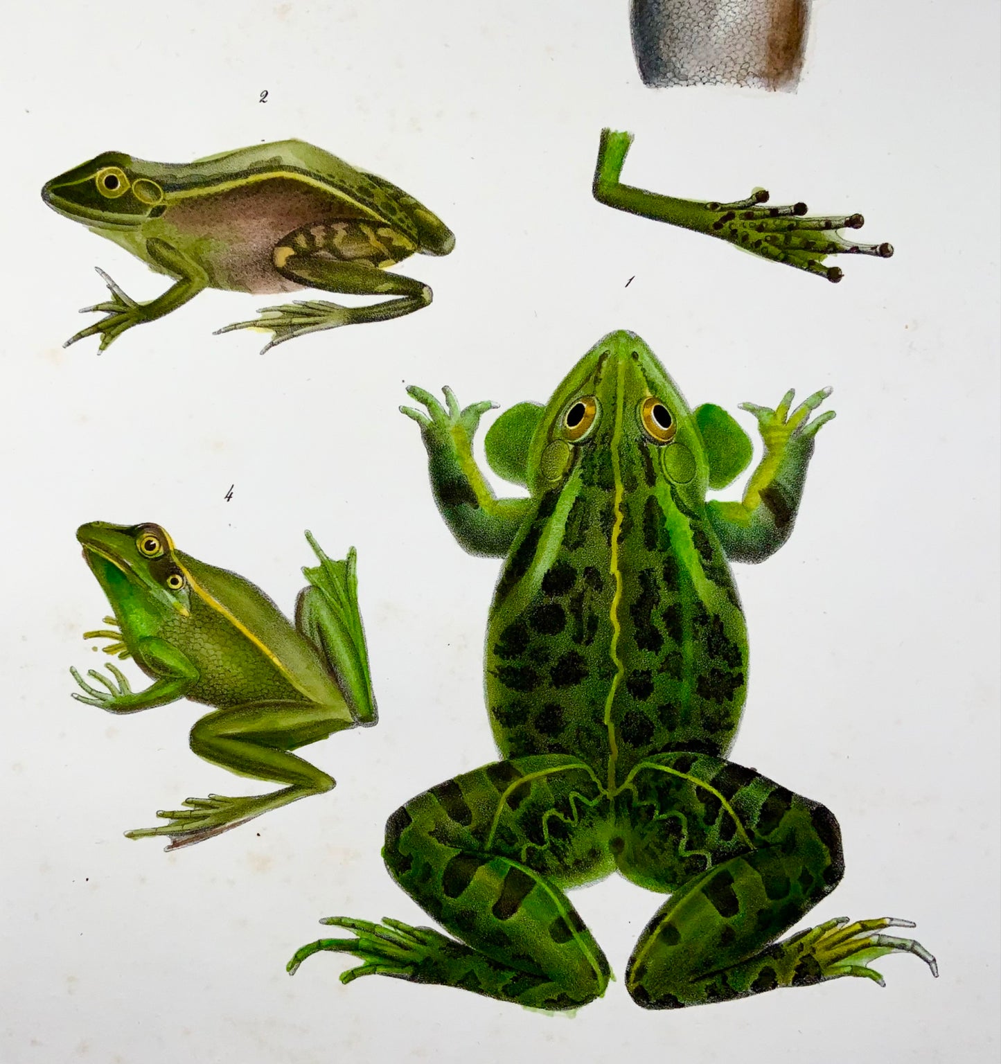 1833 Schinz (b1777), Grenouilles d'étang, amphibiens, lithographie sur pierre colorée à la main 