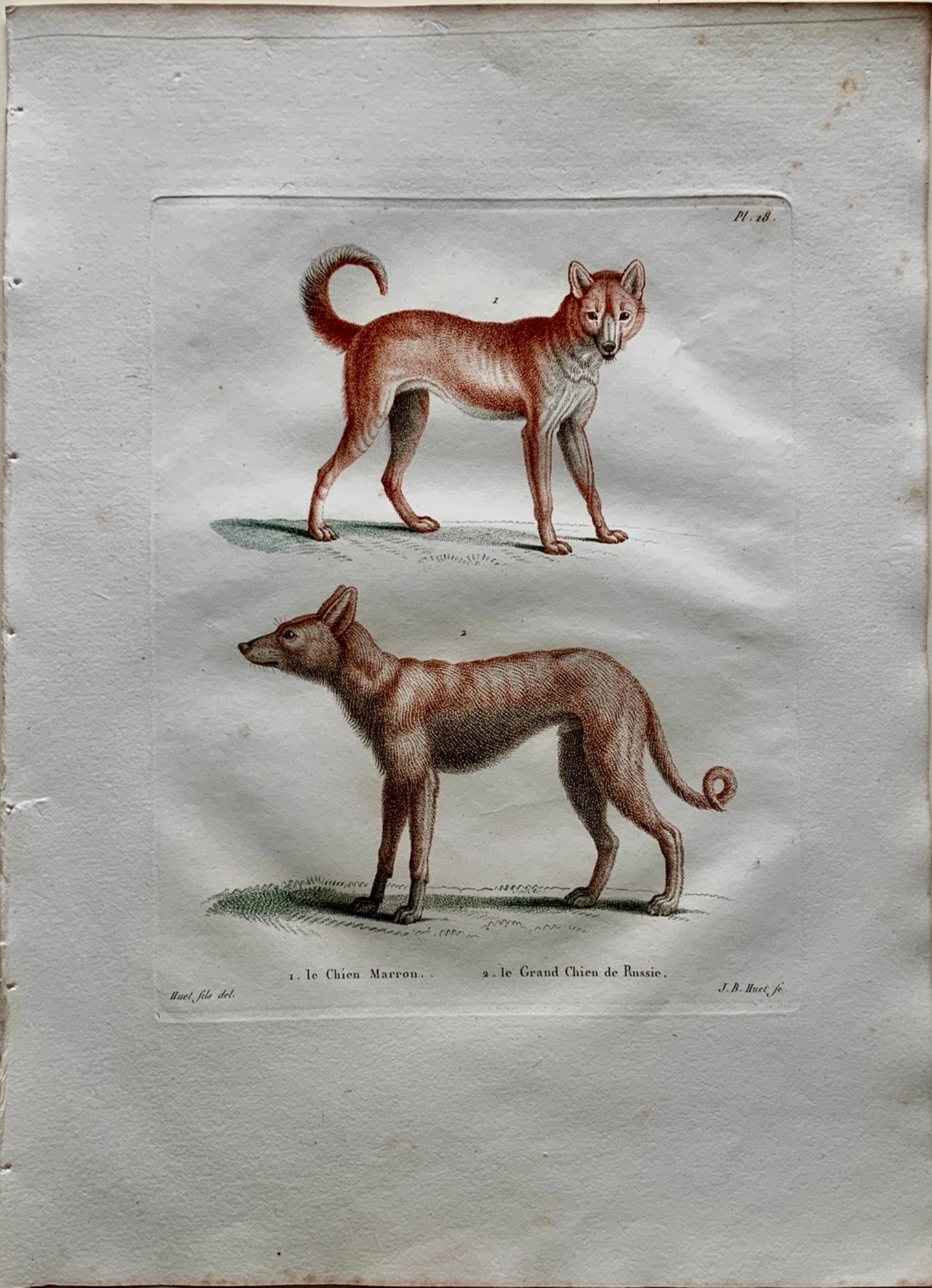 Jean Baptiste Huet [1745-1811]  DOMESTIC DOGS Coloured stipple (crayon manner) - Mammals