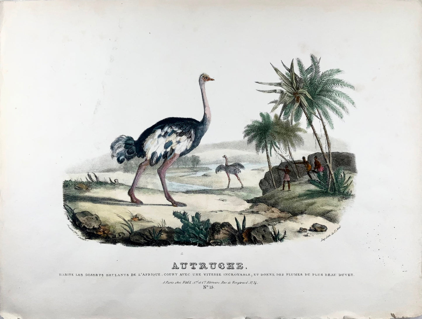 1827 Struzzo, Oudart, grande litografia in pietra colorata a mano, rara, ornitologia