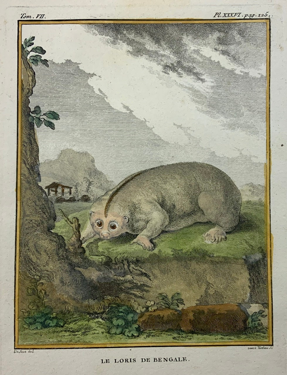 1766 De Seve - LORIS - Mammal - large QUARTO edition hand colored engraving