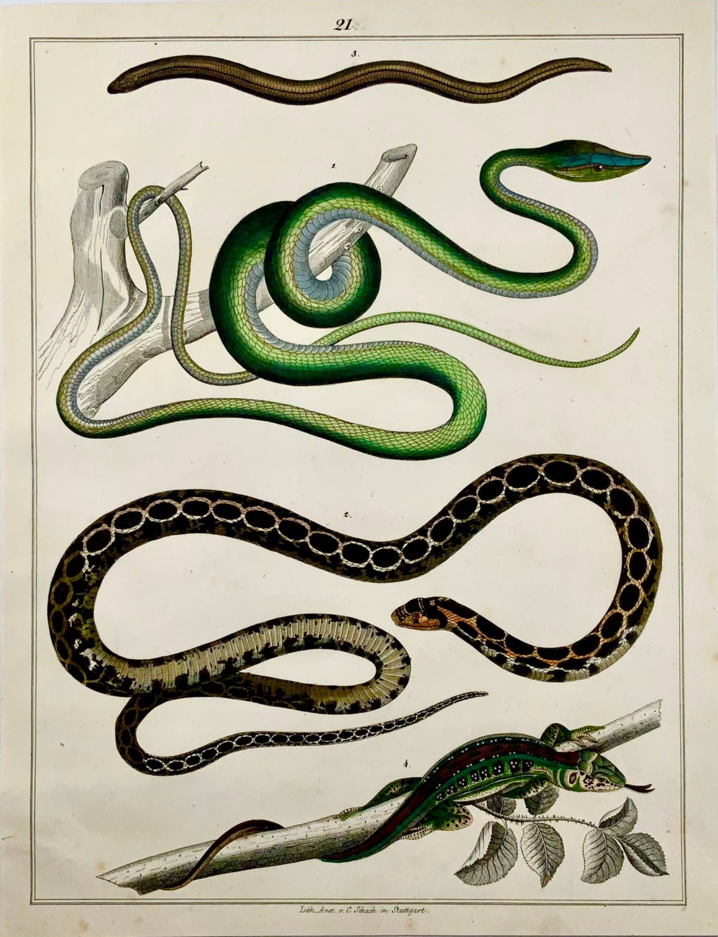 1831 SNAKES Skinks - Large Folio - hand coloured engraving for Oken - Reptiles