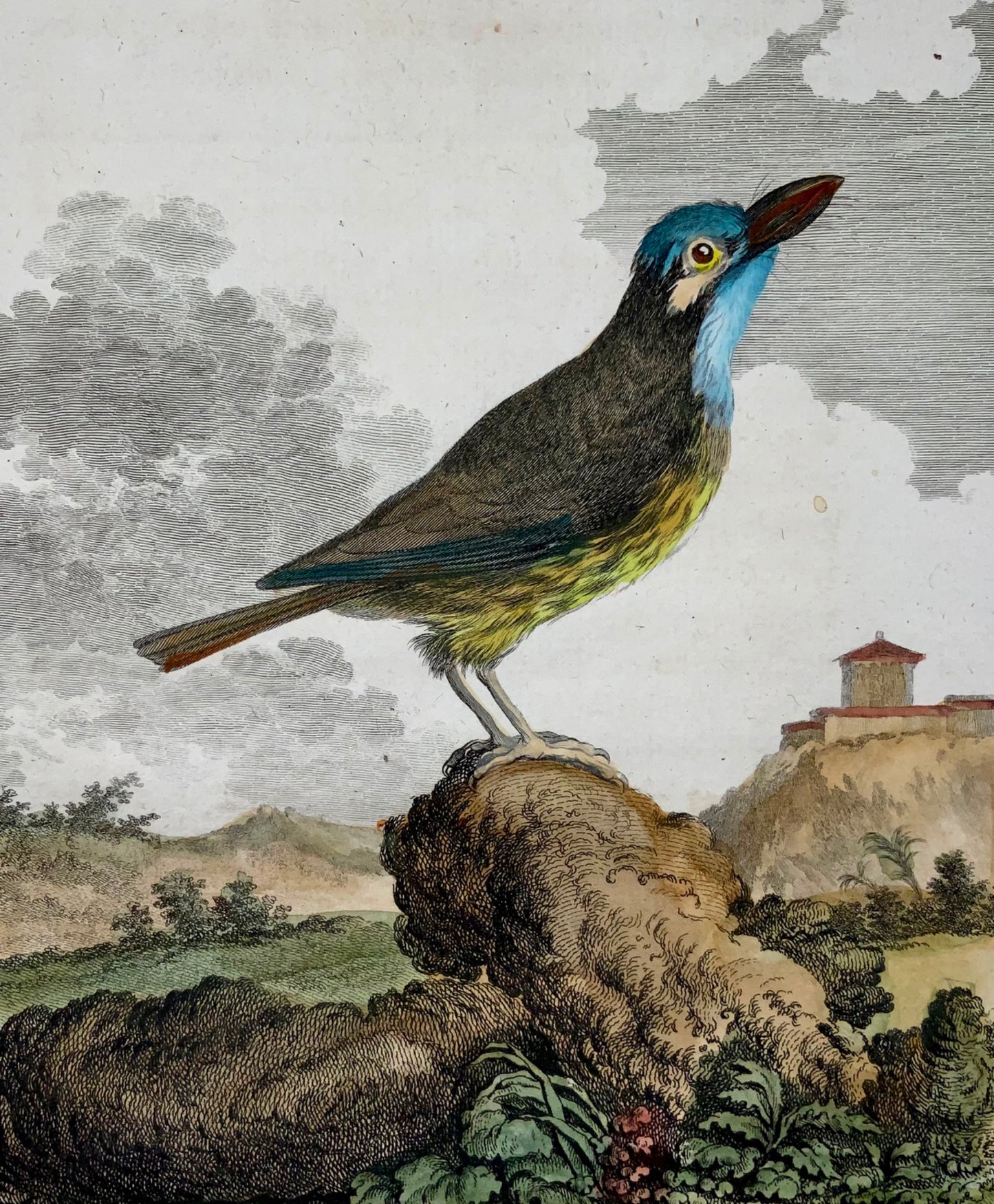 1779 de Sève, Barbet, ornithologie, grande édition in-4, gravure coloriée à la main