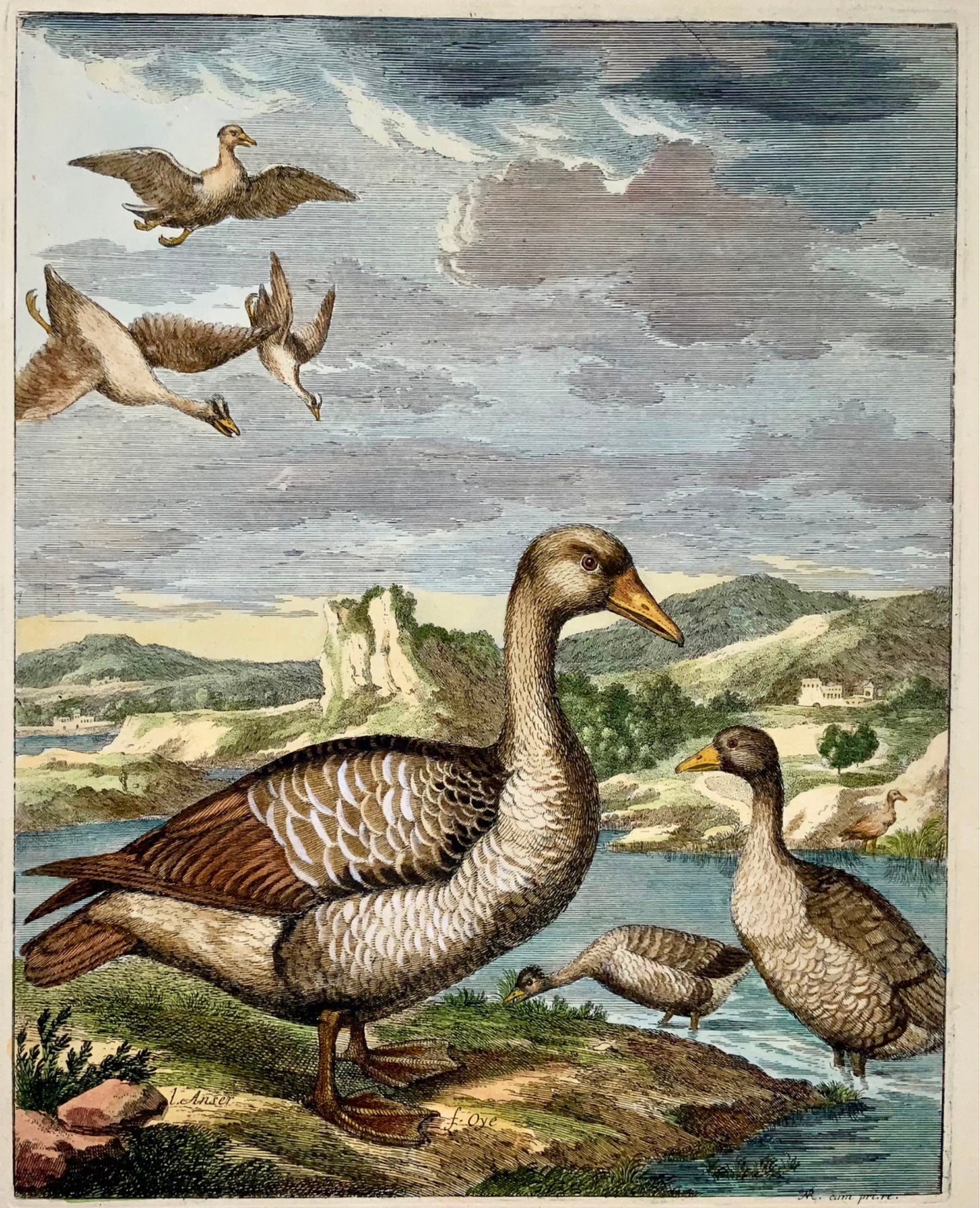 1673 Oies, Nicolas Robert (né en 1614), ornithologie, grande gravure in-folio en couleur à la main