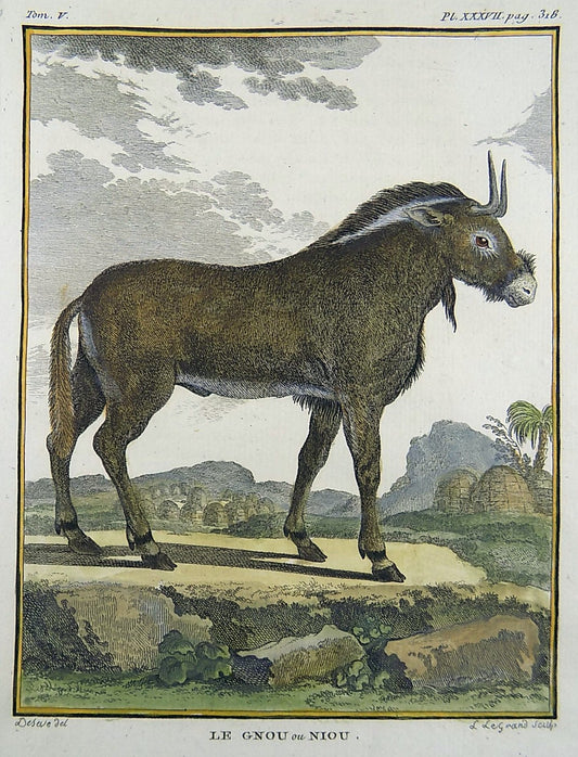 1766 De Seve - GNU - grande incisione colorata a mano edizione QUARTO - Mammifero
