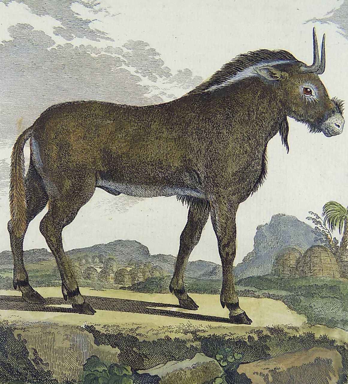 1766 De Seve - GNU - large QUARTO edition hand colored engraving - Mammal