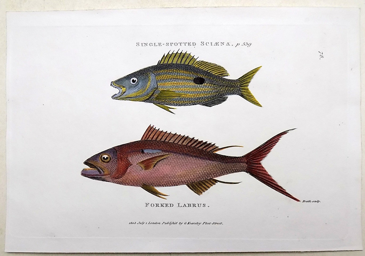 1804 Shaw - LABRUS SCIAENA FISH - LARGE PAPER edition in hand colour