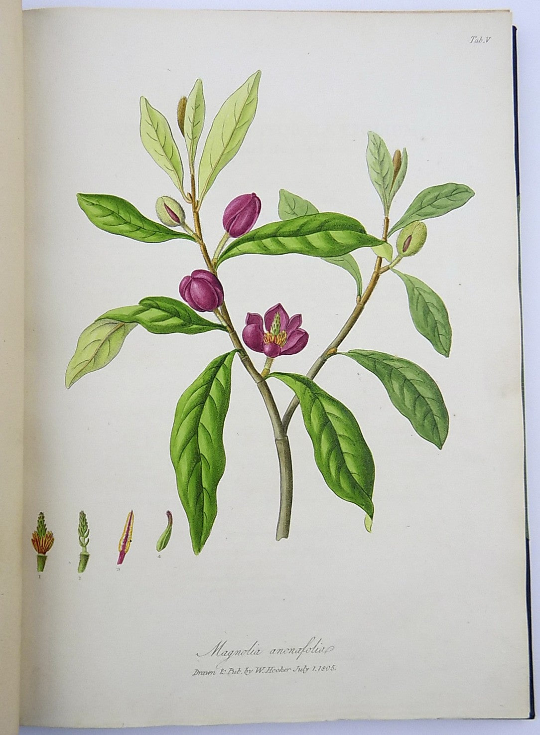 1805-6 William Hooker - PARADISUS LONDINENSIS - Quarto Book - 49 handcol. engravings - Botany