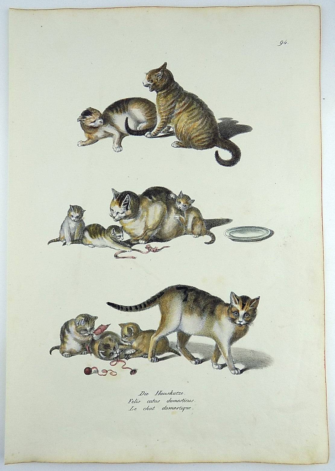1824 Domestic Cats - Mammals - G. Mind ; K.J. Brodtmann hand colored FOLIO lithography