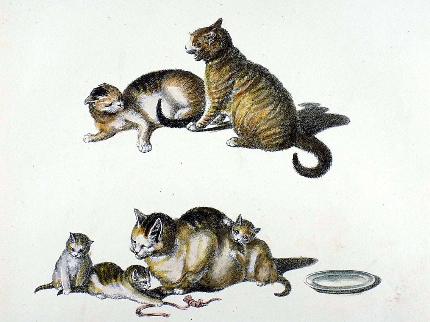 1824 Domestic Cats - Mammals - G. Mind ; K.J. Brodtmann hand colored FOLIO lithography