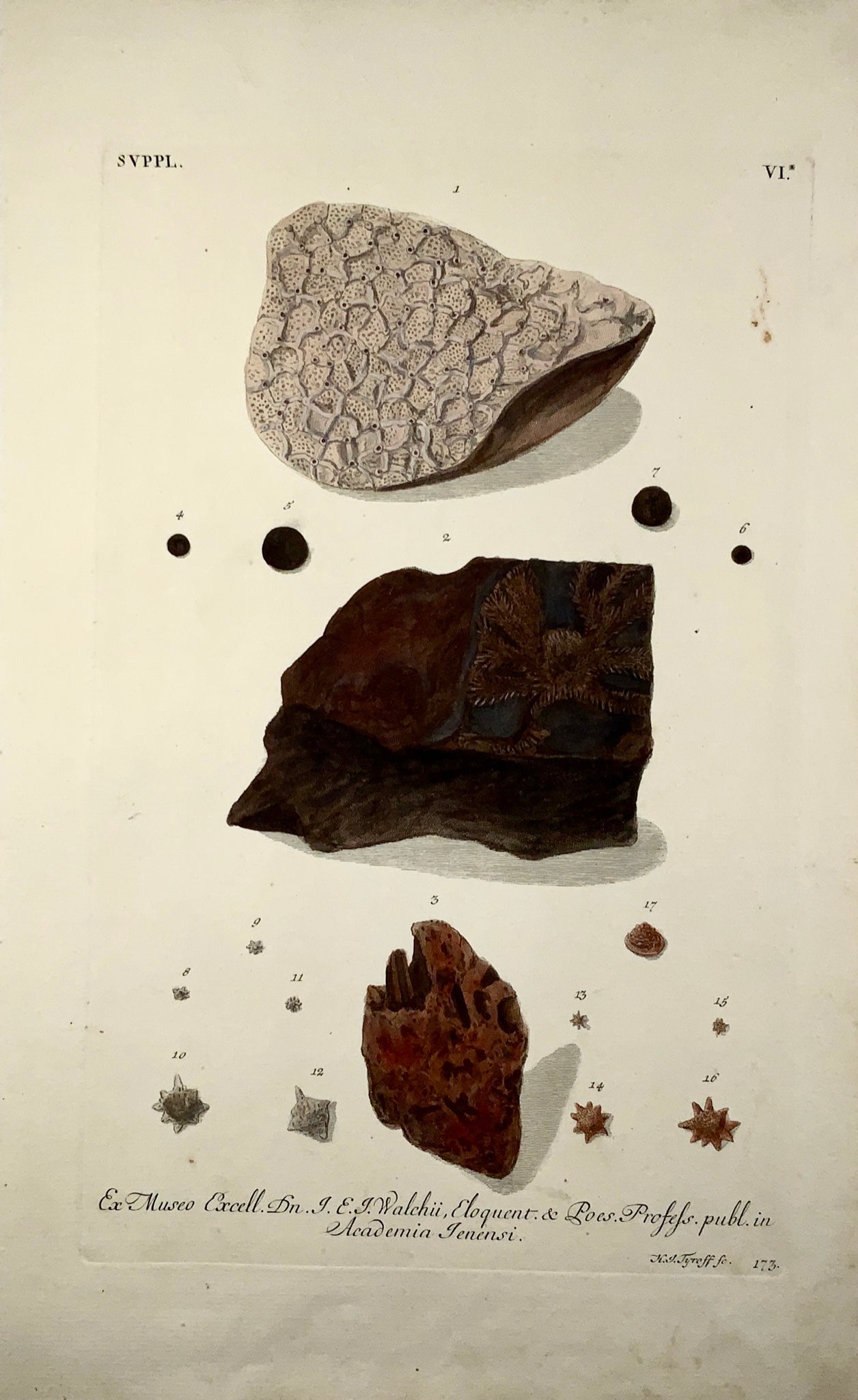 1764 G. W. Knorr (1705-1761); Large FOLIO Palaeontology Fossils Geology (VI)