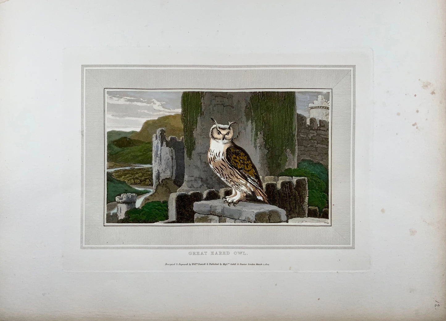 1807 William Daniell, Gufo dalle orecchie grandi, ornitologia, acquatinta colorata a mano