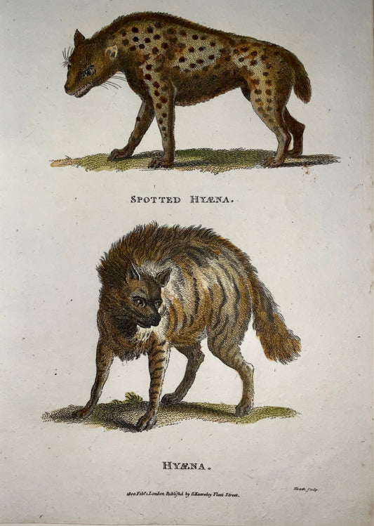 1800 Heath sc. - HYENAS - fine first impression in hand colour - Mammal