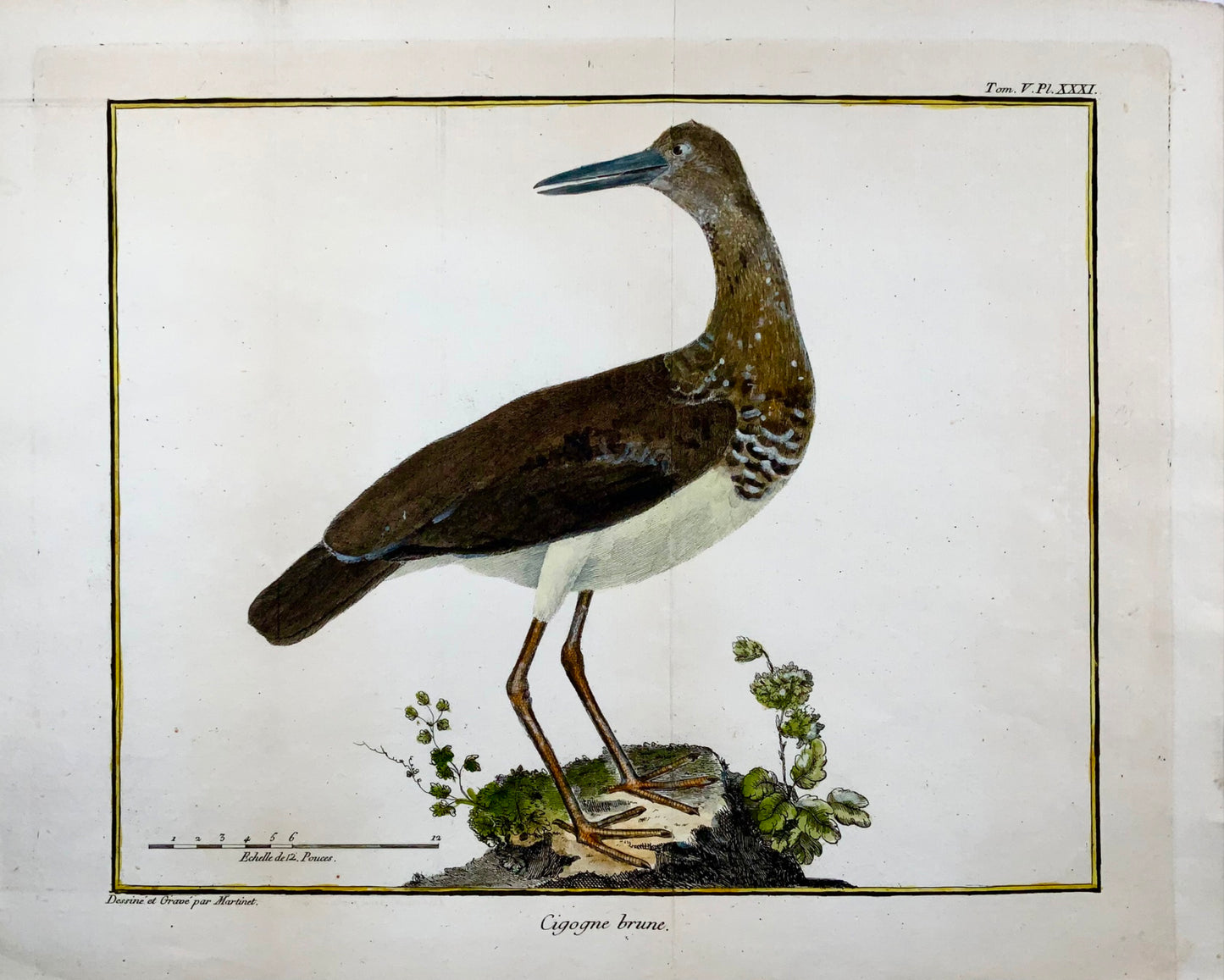 1760 Fr. Nicolas. Martinet (b1725), cigogne brune, ornithologie, gravure sur cuivre 