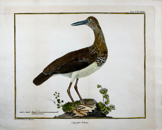 1760 Fr. Nic. Martinet (b1725), brown stork, ornithology, copper engraving