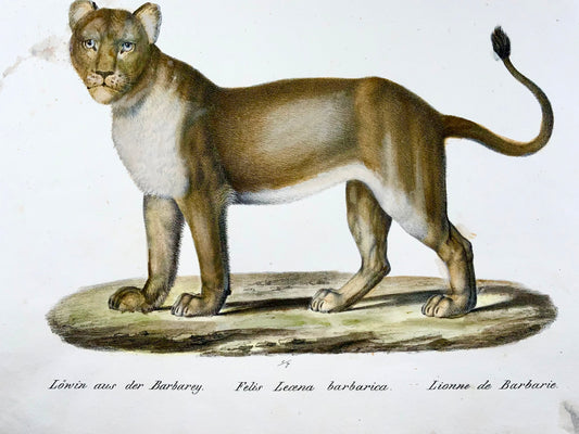 Leone barbaresco del 1824 - KJ Brodtmann Litografia in pietra FOLIO colorata a mano ORIGINALE - Mammifero
