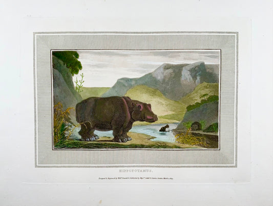 1809 William Daniell, Ippopotamo, mammifero, acquatinta colorata a mano