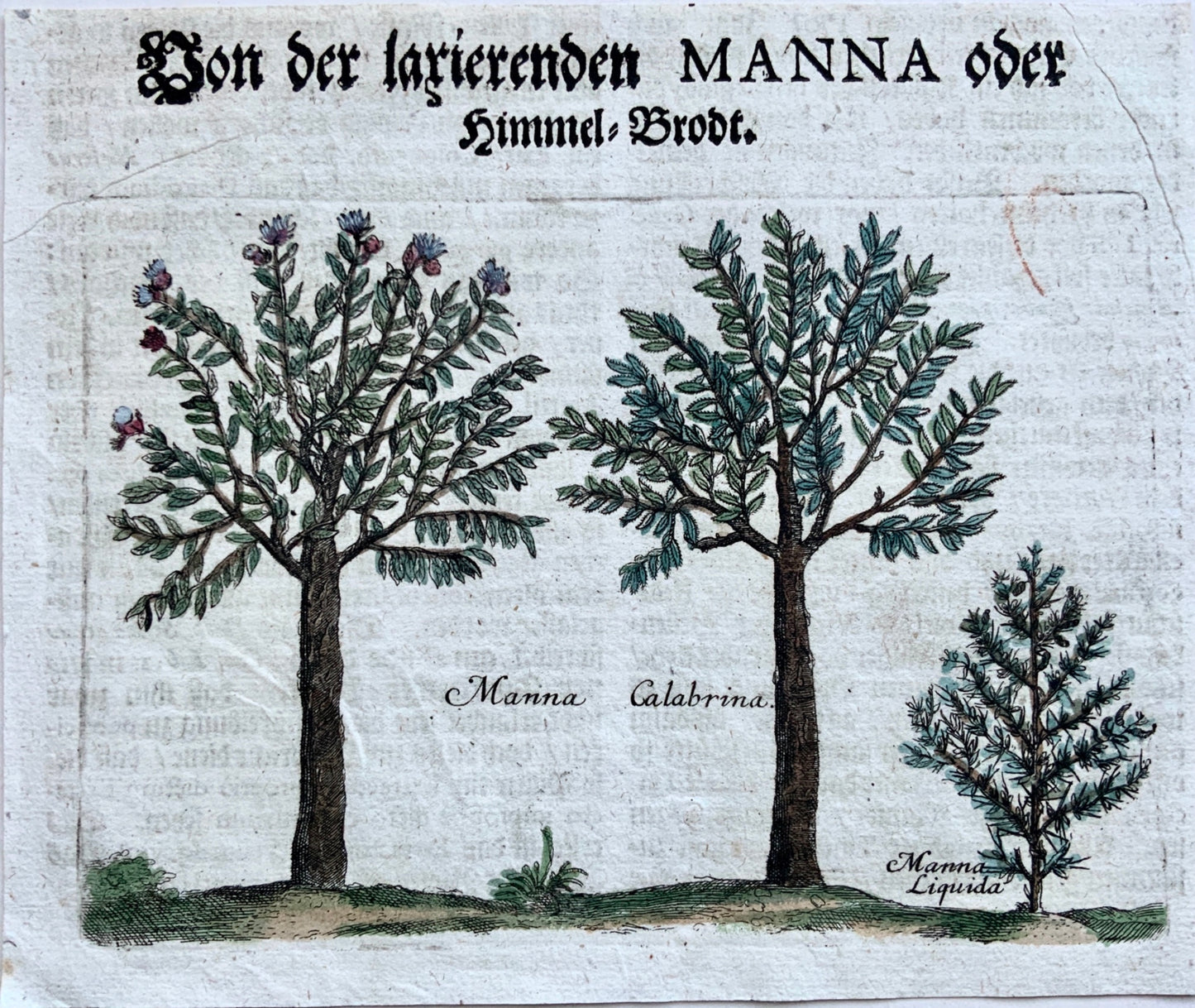 1704 Calabrian Manna - M. Valentini (1657-1729) - copper engraving - Botany