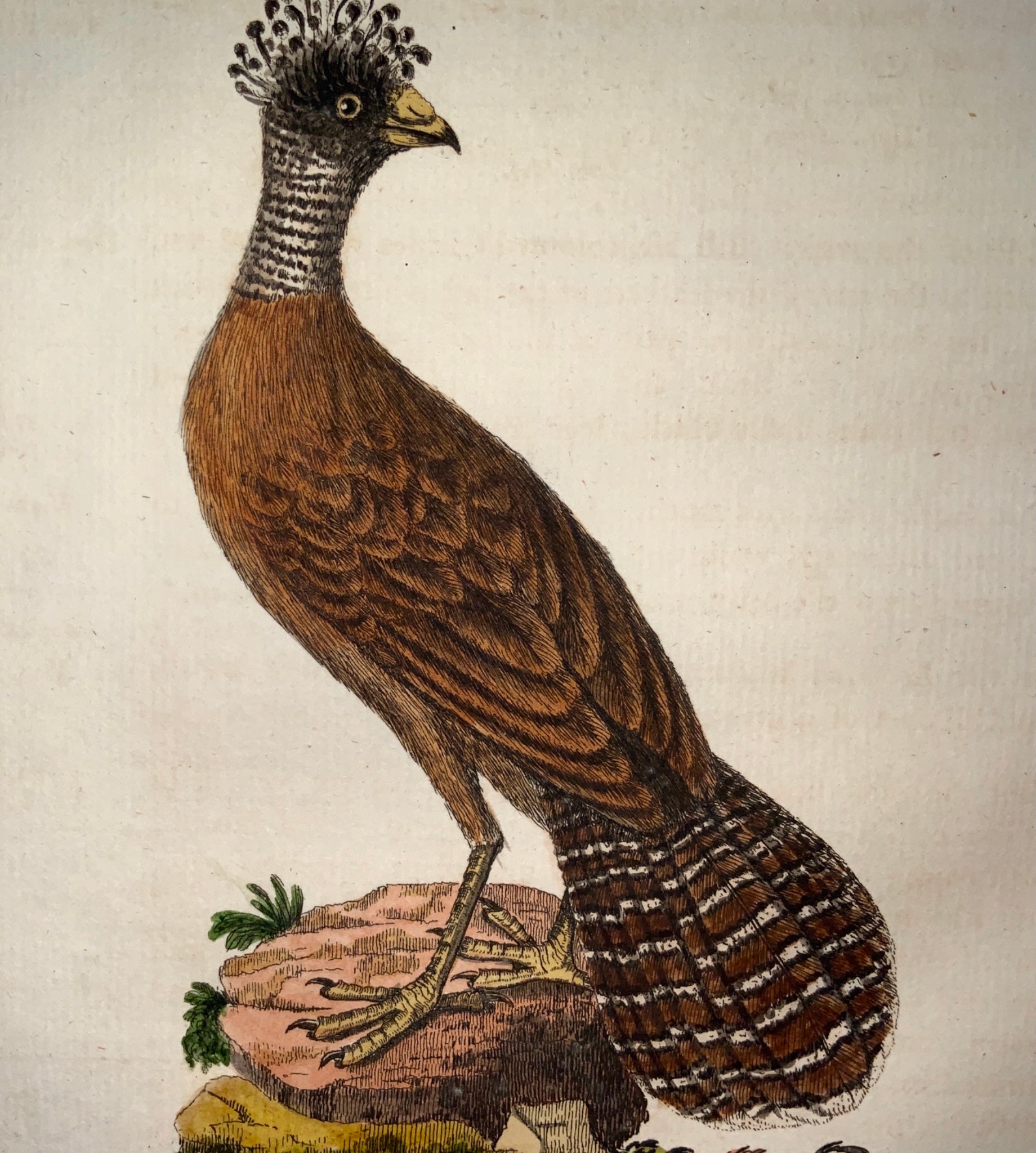 1785 John Latham - Synopsis - CRESTED CURRASOW - hand coloured engraving - Ornithology
