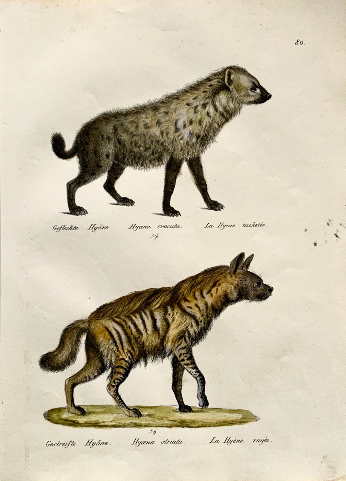 1824 Hyenas - K.J. Brodtmann handcol FOLIO stone lithography - Mammal