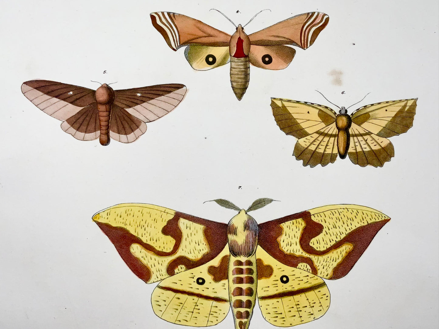 1854 Pease lith; Emmons - Butterflies Moths - hand coloured stone lithograph