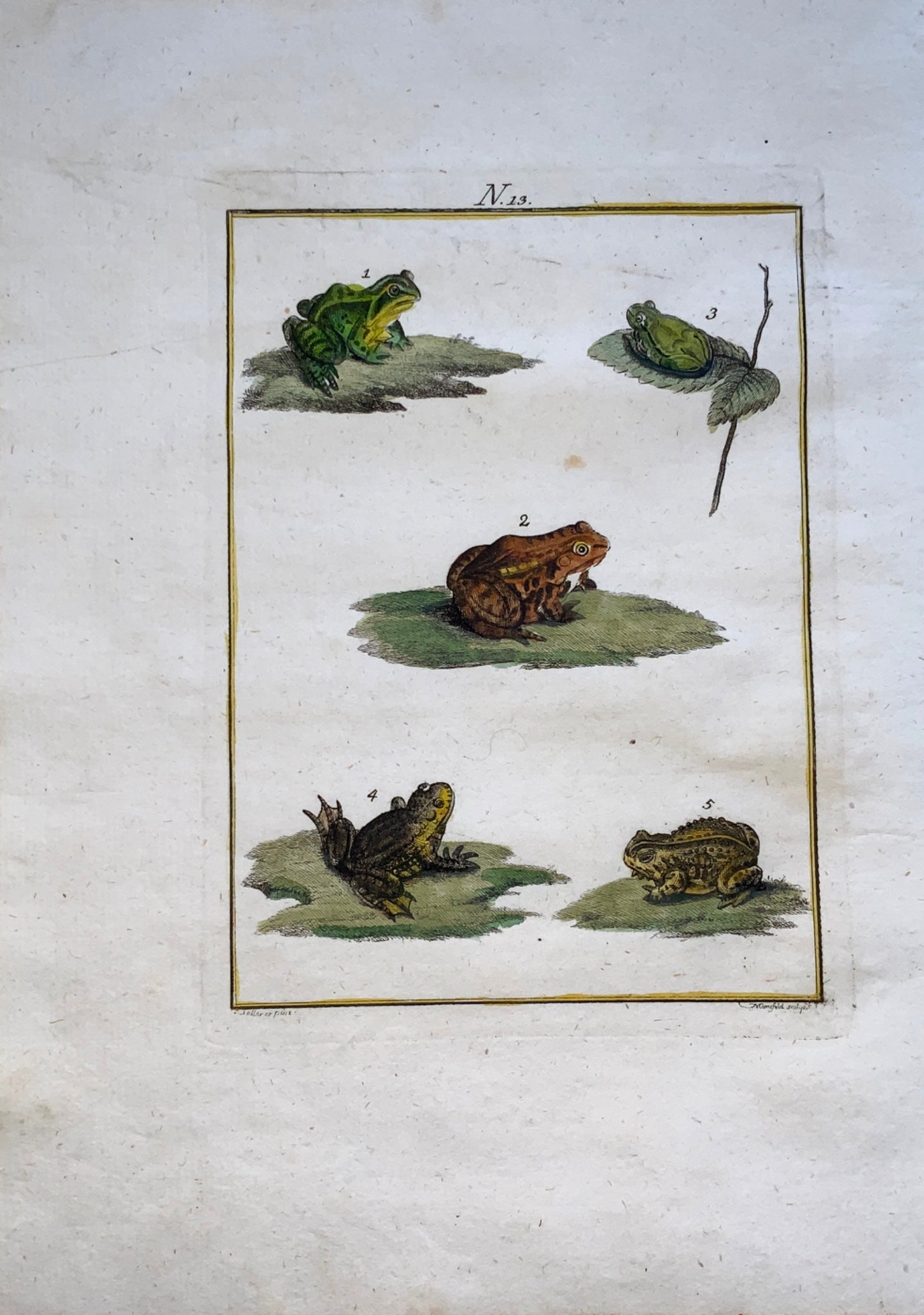 1790 FROGS Amphibians - Joh. Sollerer hand coloured engraving