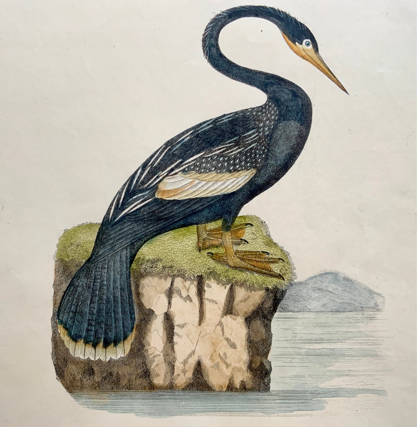 1846 DARTER Black Billed Ornithology - Brown hand coloured Large Folio (36cm)