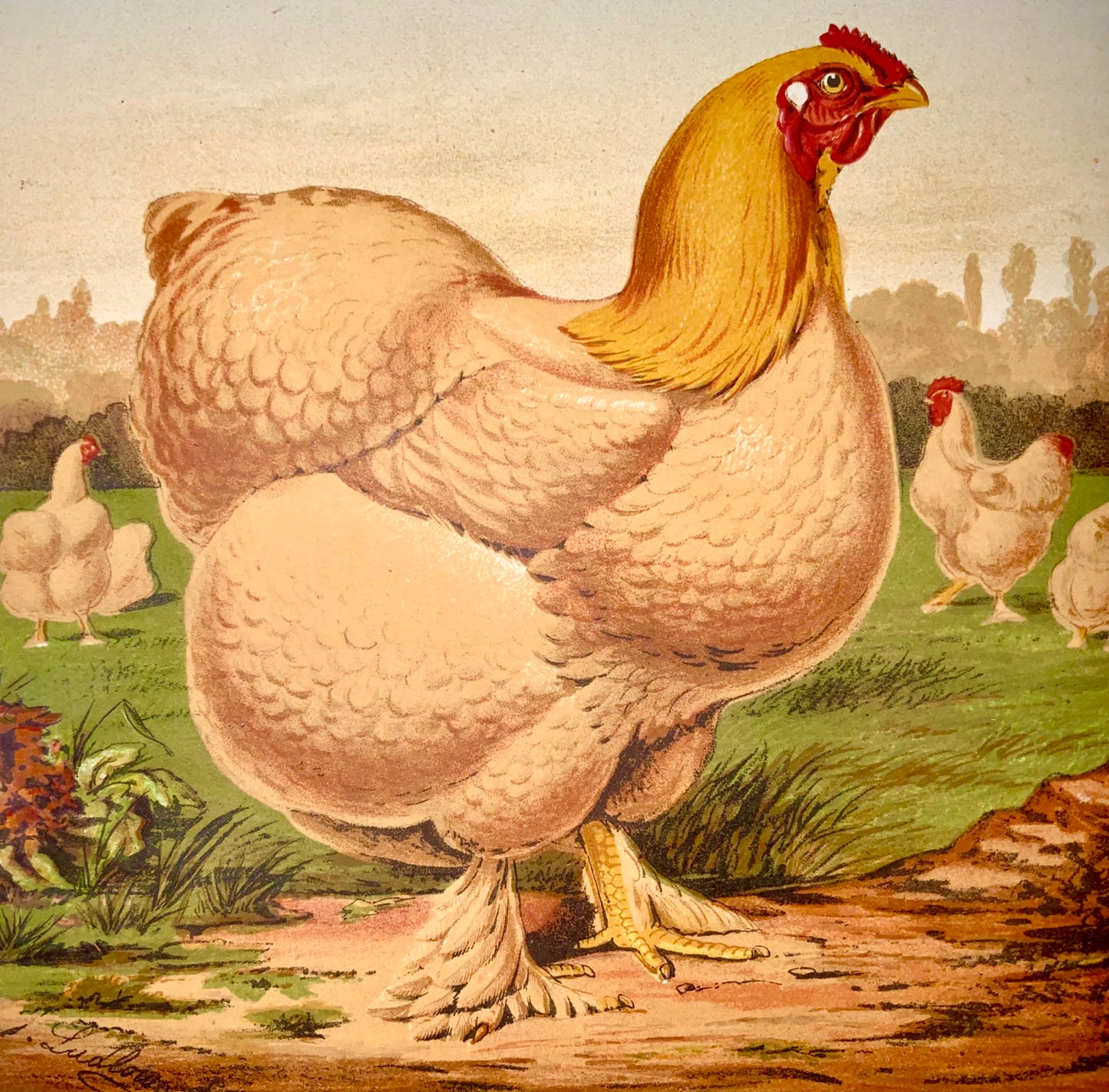1873 First Issue - Ludlow for Wright COCHIN HEN Poultry quarto chromolithograph - Ornithology