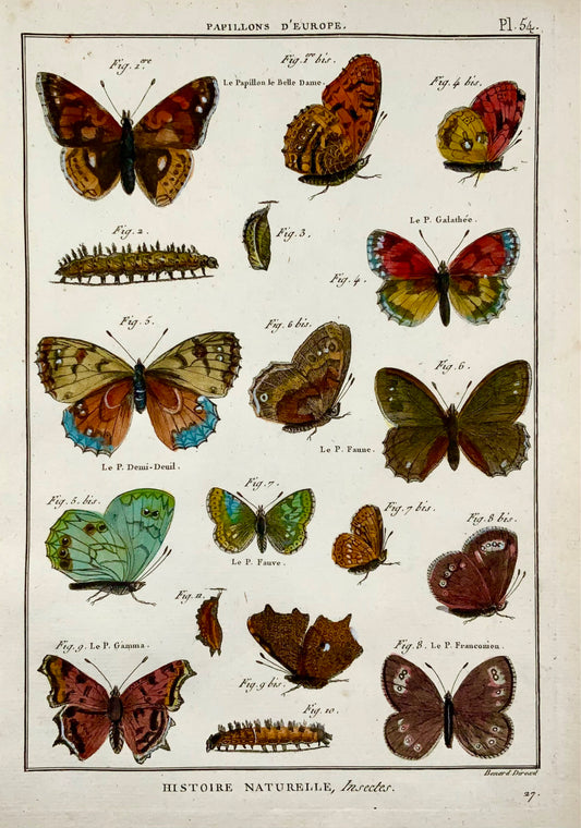 1794 Papillons européens (II), Latreille, gravure in-quarto coloriée à la main
