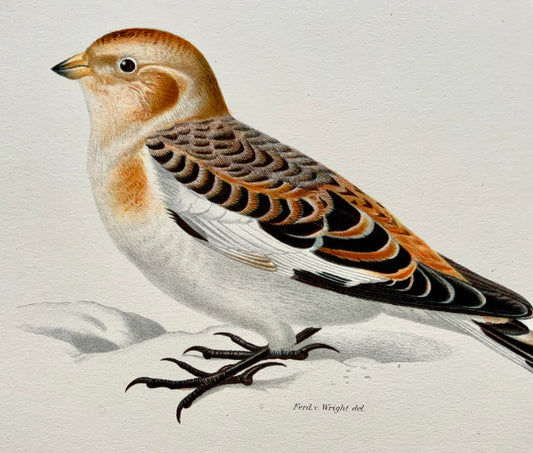 1918 Von Wright - SNOW BUNTING - Ornithology - Large Lithograph