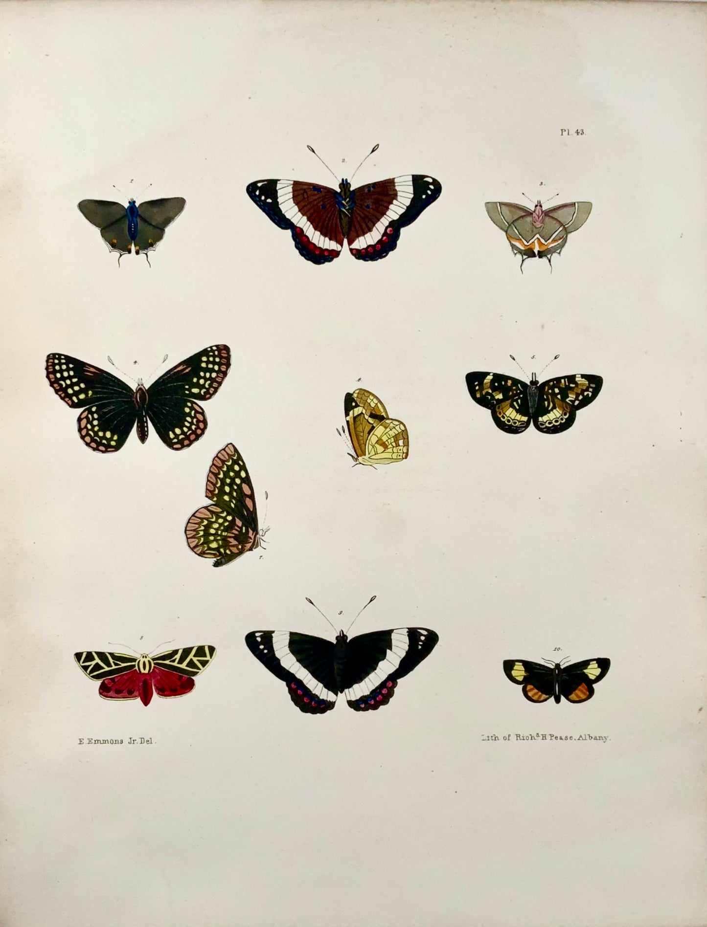 1854 Pease lit; Emmons - Farfalle Phaeton - litografia in pietra colorata a mano
