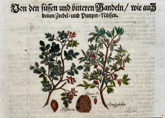 1704 ALMOND TREE - M. Valentini (1657-1729) - copper engraving - Botany, Nut