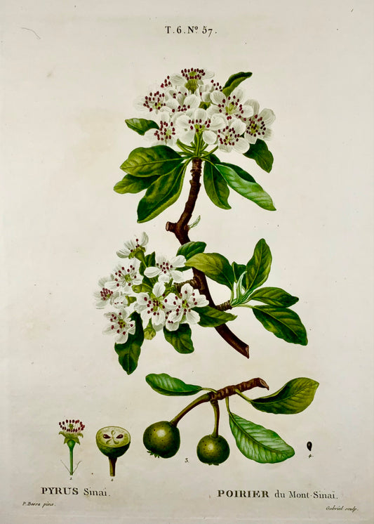 1801 Pera, Frutta, Bessa, Gabriel, incisione su foglio, finitura a mano