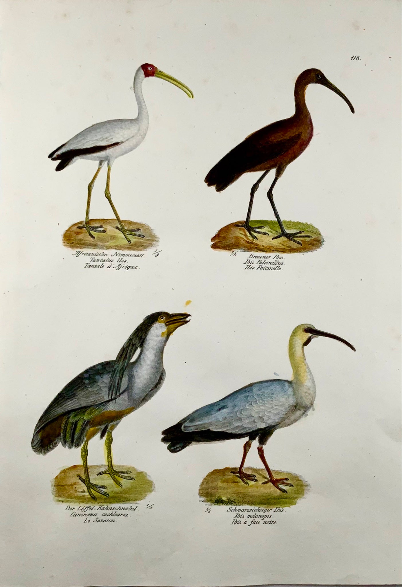 1830 IBIS Boat-Billed Heron Ornithology Brodtmann lithographie FOLIO colorée à la main