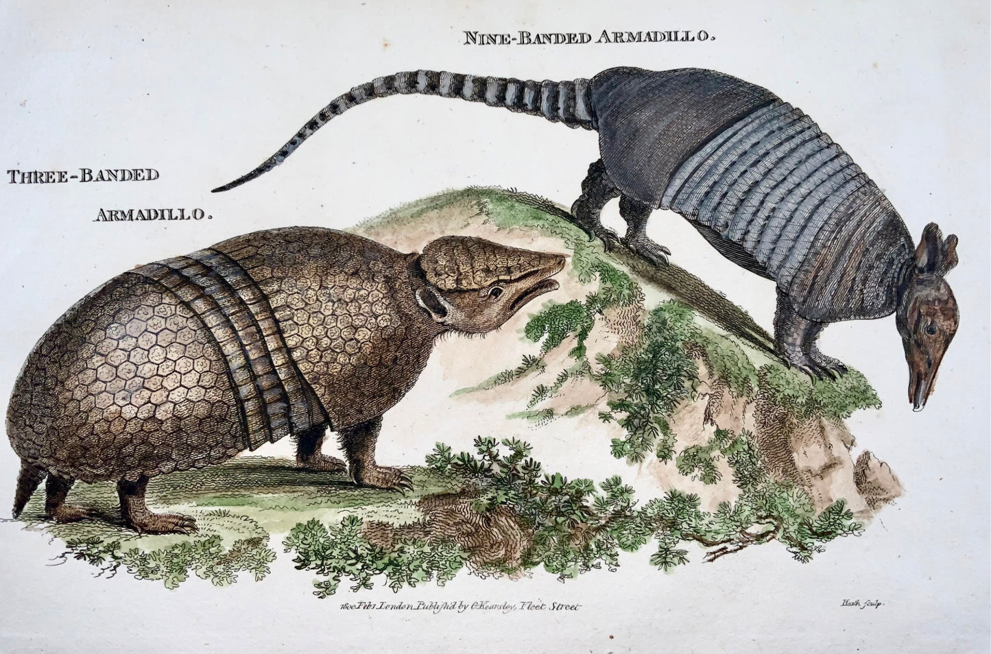 1800 Armadillos, mammals, fine first impression, hand colour