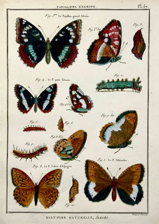 1794 European Butterflies, Latreille, hand coloured quarto engraving