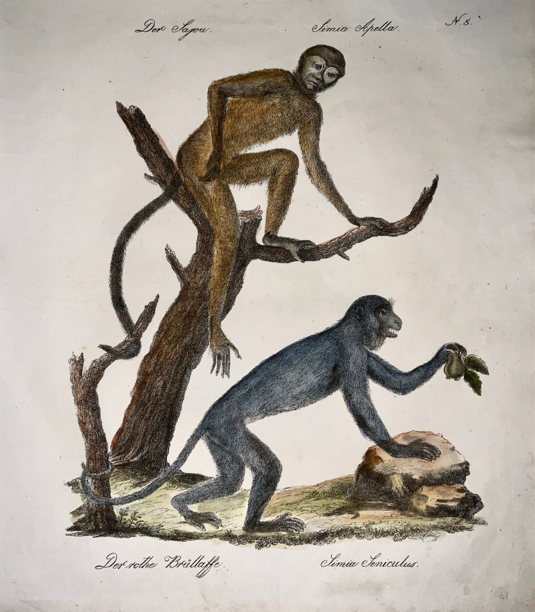 1816 HOWLER MONKEYS Mammals - Imp. folio 42.5 cm 'Incunabula of Lithography'