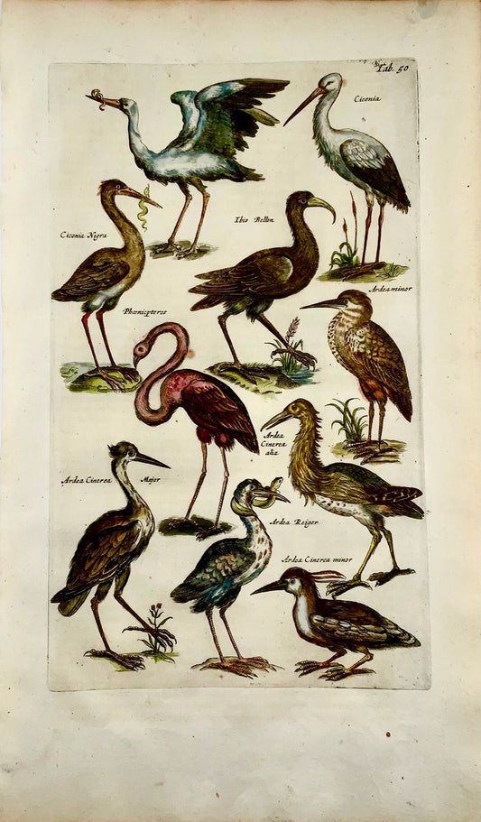 1657 Fenicottero Airone Cicogna - Matt. MERIAN Folio incisione colorata a mano - Ornitologia