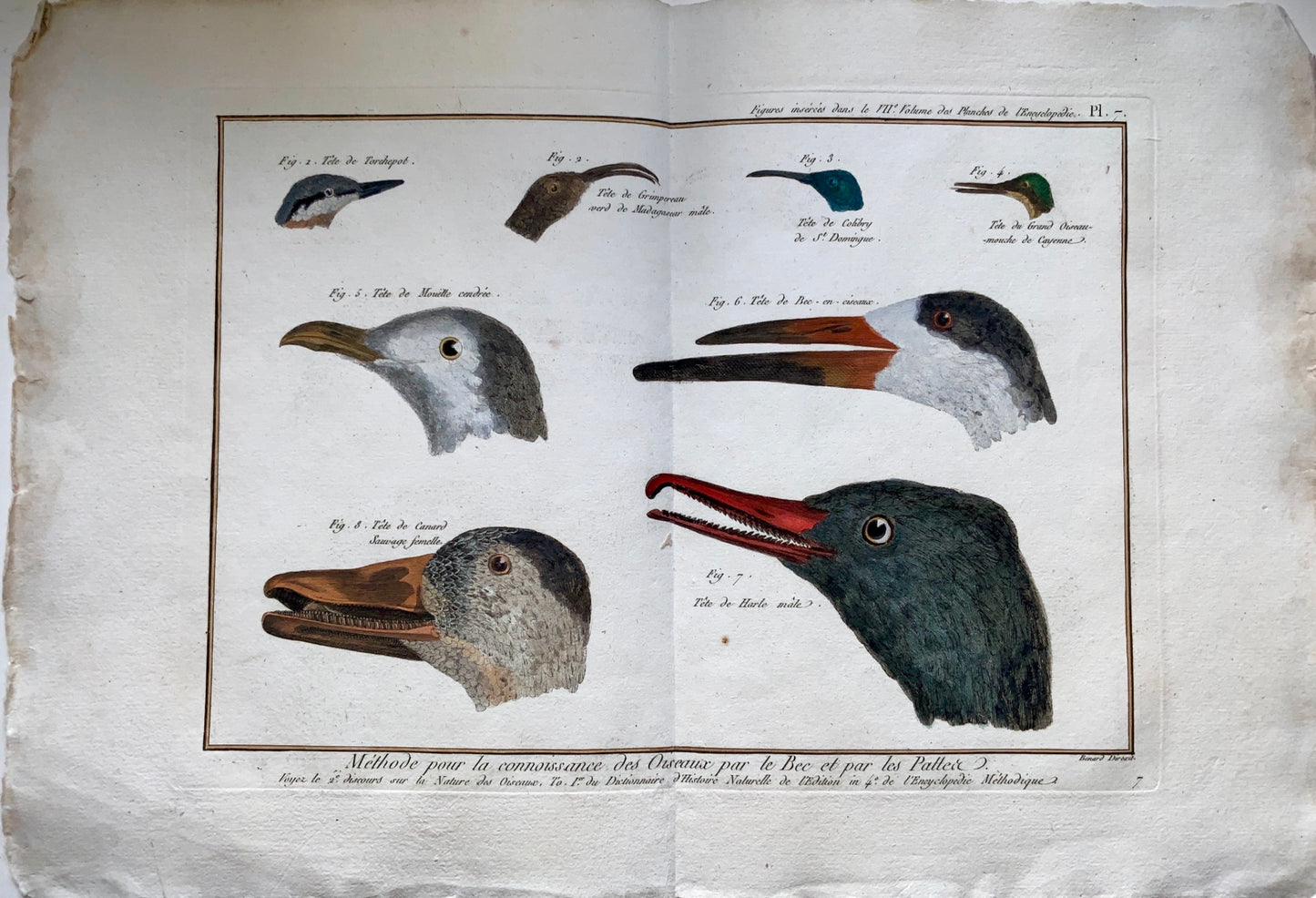 1780 Benard - Comparative view of WATERBIRDS BEAKS - handcol. 46 cm engraving