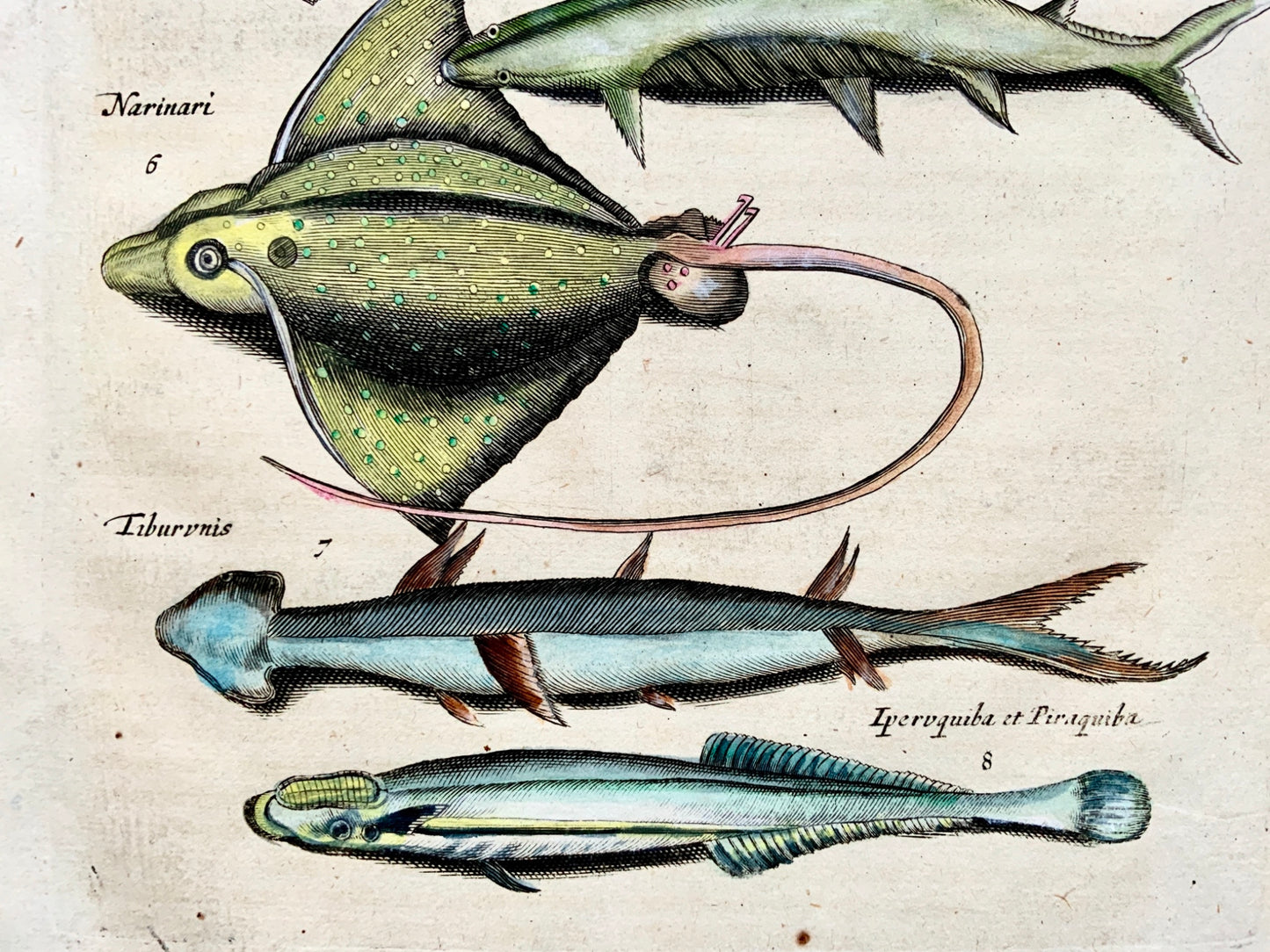 1657 Mat. Merian - Exotic Amazonian Fish - Folio hand coloured engraving