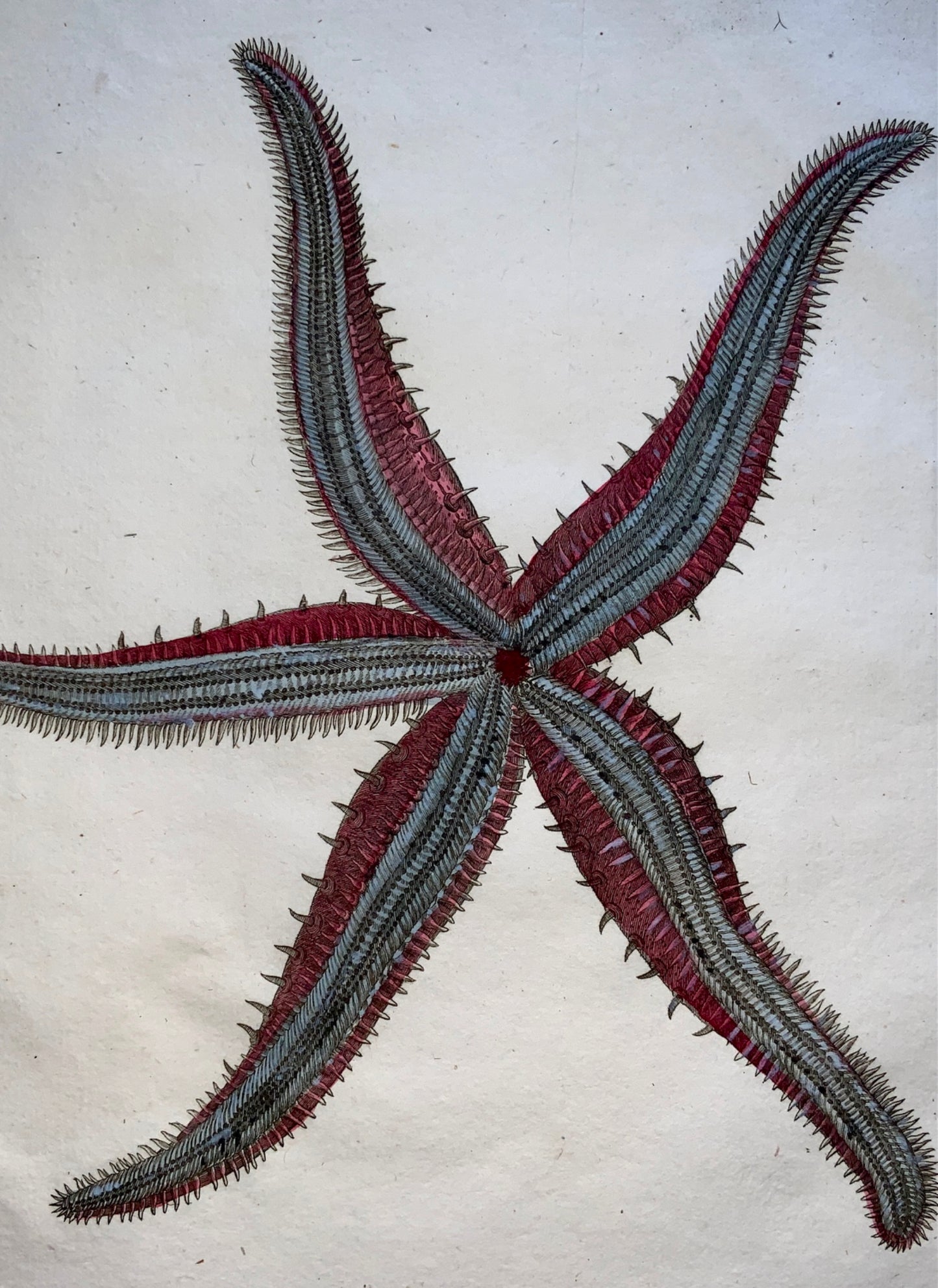 1789 Scattaglia - Asterias Sea Star STARFISH Marine Echinodermes - Hand colour