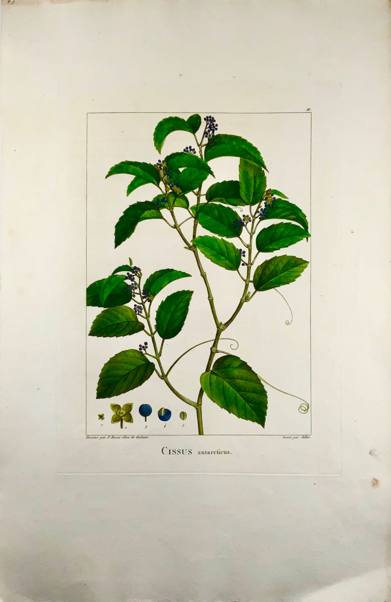 1803 Cissus antarticus ["kangaroo vine"], Australia, after Bessa & Redouté, Botany