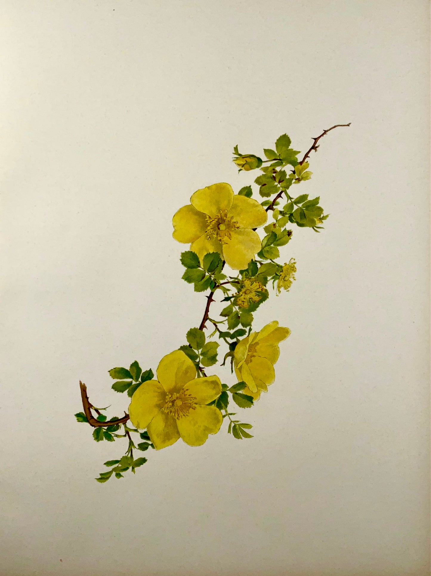 1914 Rose jaune, foetida, grand folio 37 cm, Willmott, EA (né en 1858), botanique