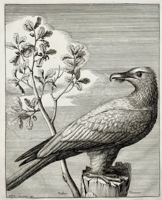 1673 Vulture, Birds of Prey, Nicolas Robert, folio etching