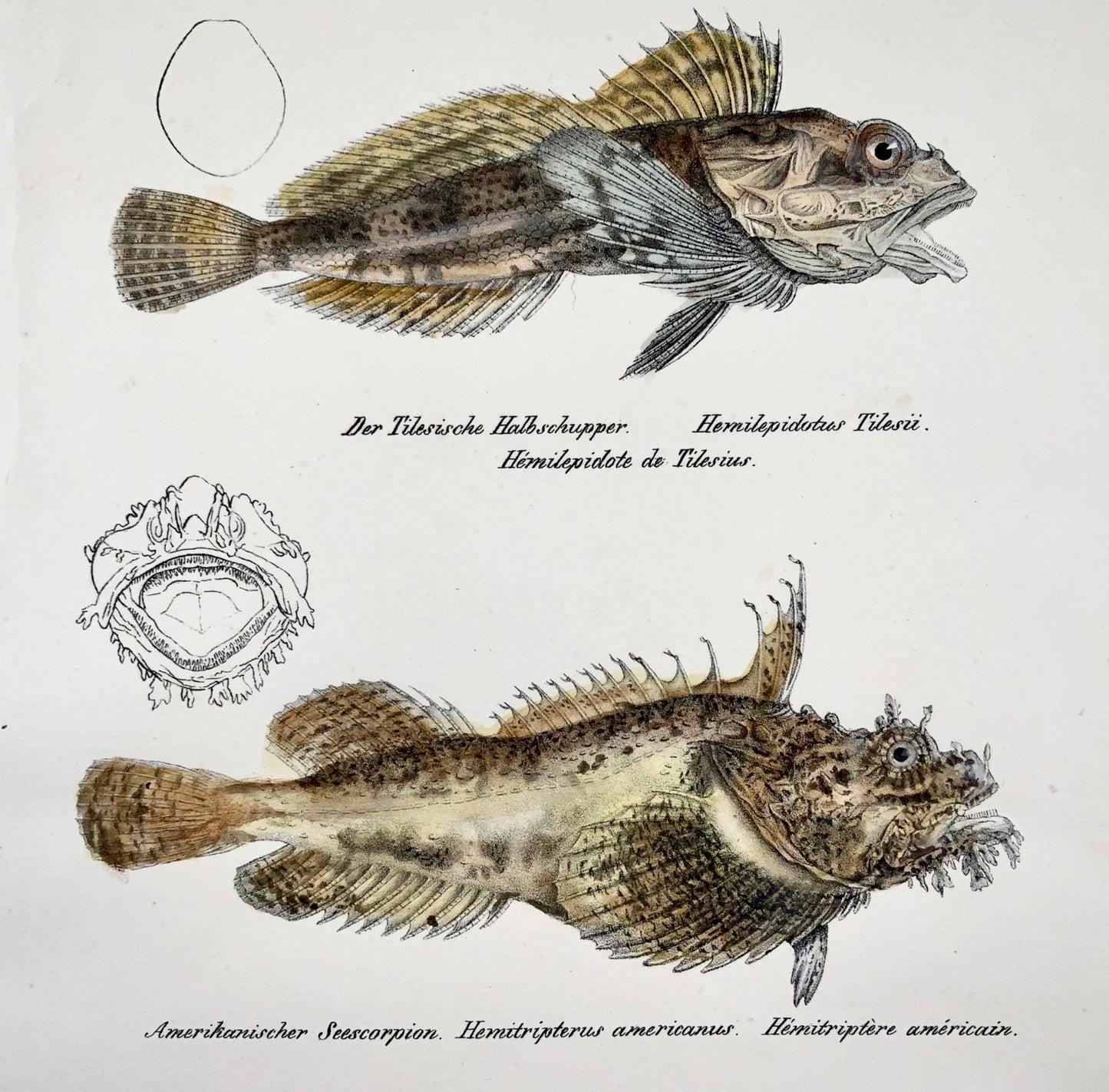 1833 H. Schinz (1777-1861) Litografia colorata a mano di Scorfani Sculpin