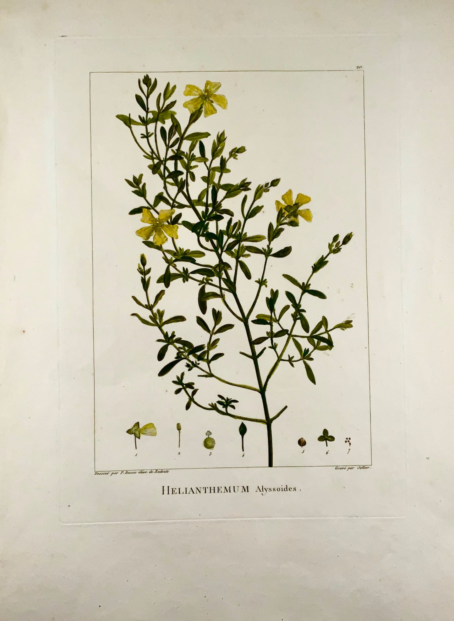 1803 Sellier secondo Bessa e Redoute - ROSA DEL SOLE 51 x 34 cm. Colorato a mano - Botanica
