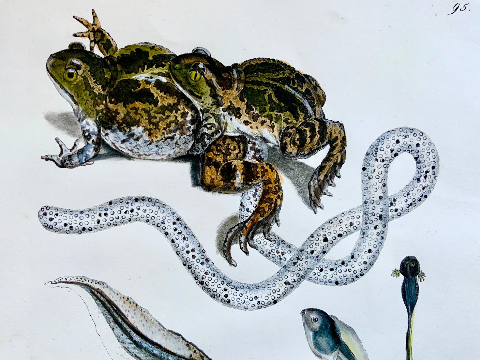 1833 H.R. Schinz (b1777) BUFO TOADS Tadpoles - Handcoloured stone lithograph - Amphibians