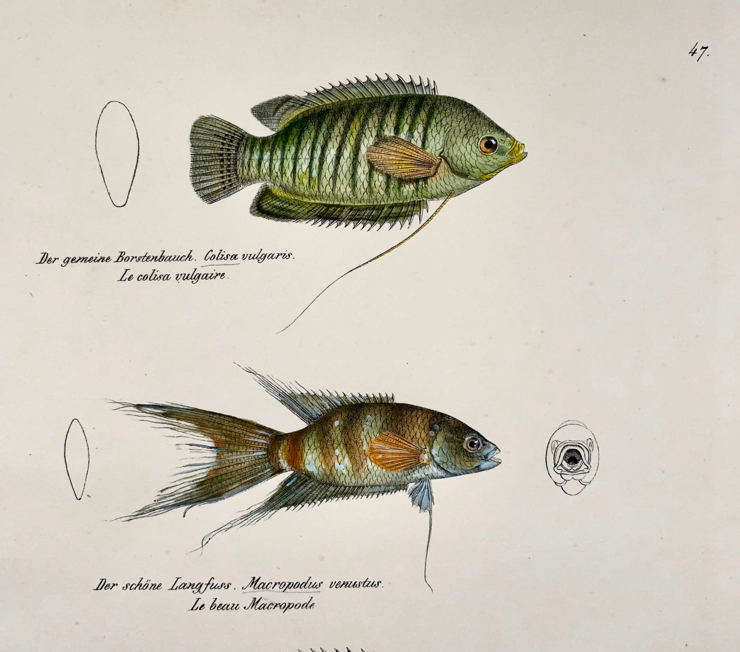 1833 Gourami, labirinto, pesci d'acquario, H Schinz, folio, litografia colorata a mano