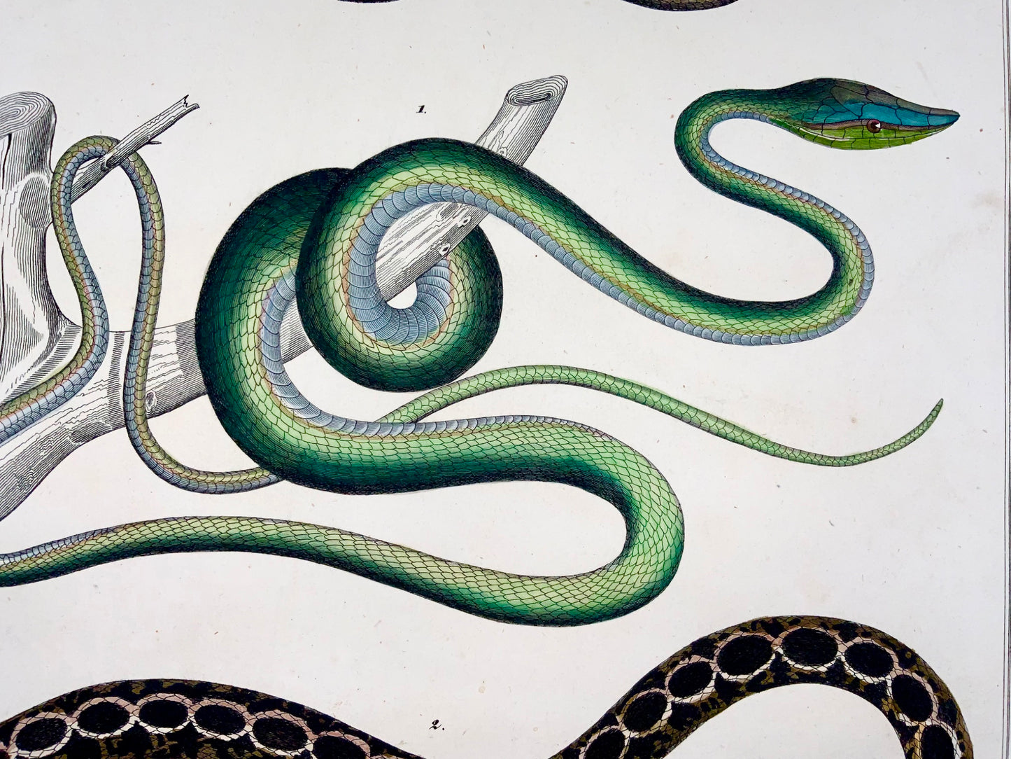 1831 SNAKES Skinks - Large Folio - hand coloured engraving for Oken - Reptiles