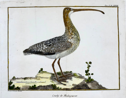 1760 Fr. Nicolas. Martinet (b1725), courlis exotique, ornithologie, gravure sur cuivre